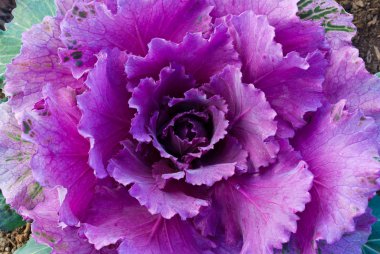 Kırmızı dekoratif lahana