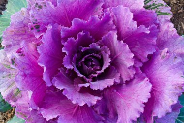 Kırmızı dekoratif lahana