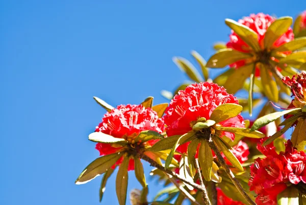 Fucsia Rhododendron — Foto de Stock