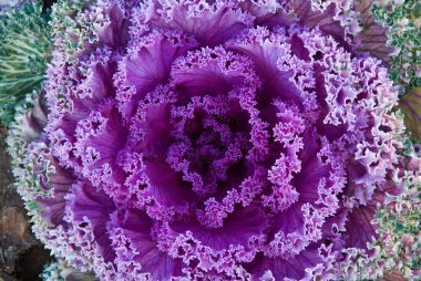 akşam yemeği yer ayarı.