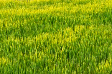 pirinç Filiz pirinç alan içinde