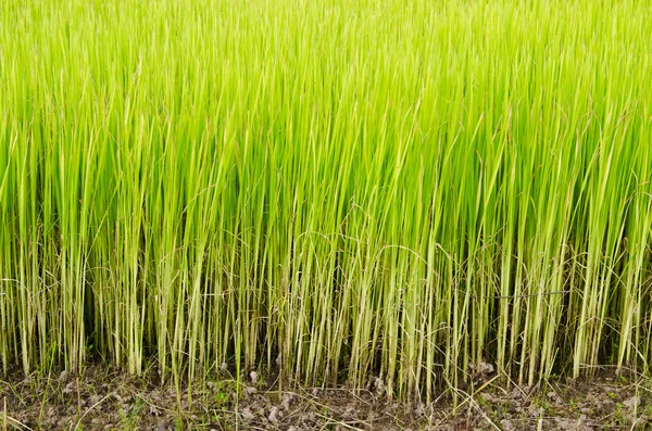 Germe de riz dans la rizière — Photo