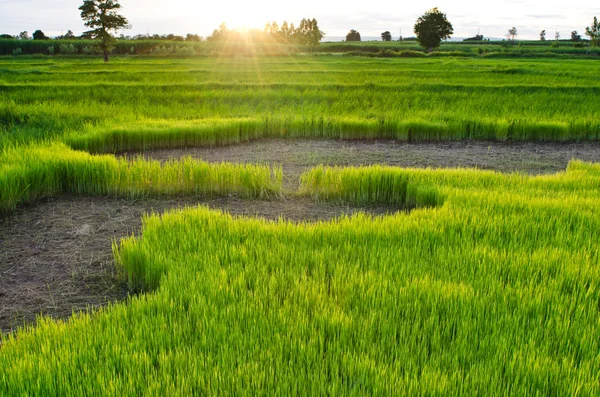 Ryż kiełkować w ryżowym polu — Zdjęcie stockowe