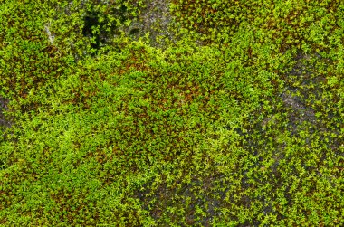 Moss ile büyümüş yukarı taşı