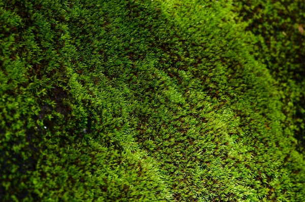 Closeup Stone overgrown with moss — Stock Photo, Image