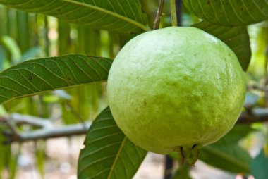 guava on tree clipart