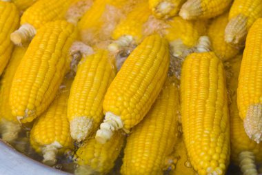 kaynar suda taze Mısır