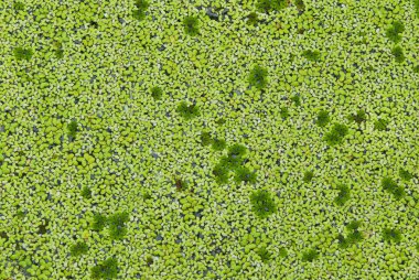 lemna perpusilla torrey, su tür bitki