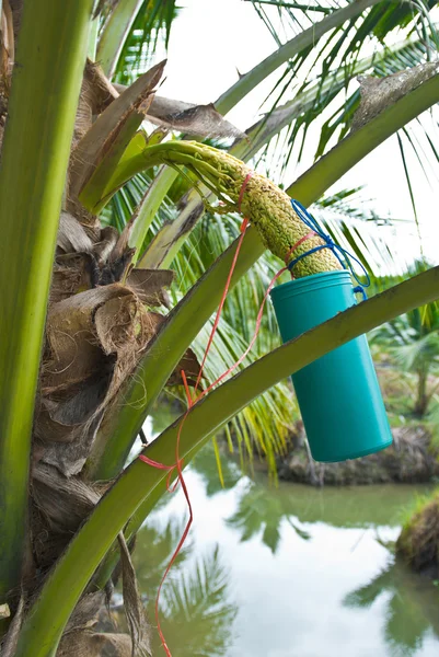 Cukier kokosowy — Zdjęcie stockowe