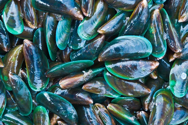 Cozze fresche — Foto Stock