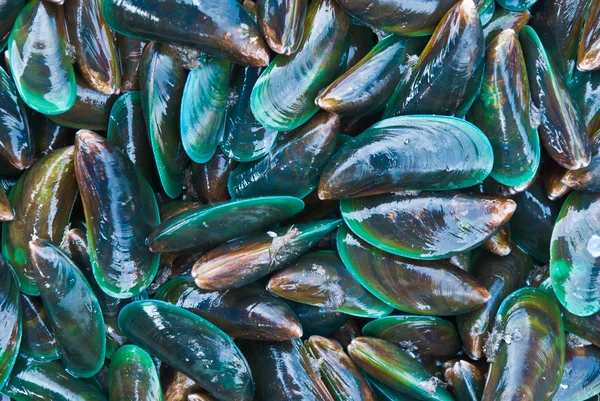 Cozze fresche — Foto Stock