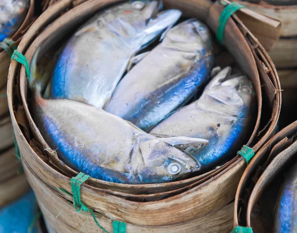 Mackerel fish — Stock Photo, Image