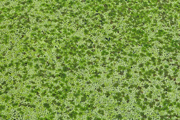 Lemna perpusilla Torrey, kind of water plant — Stock Photo, Image