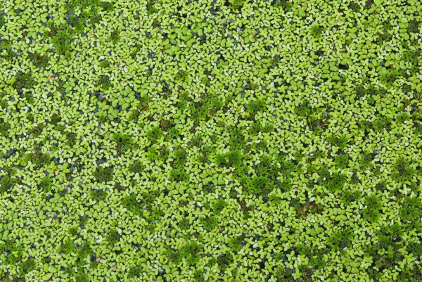 Lemna perpusilla Torrey, kind of water plant — Stock Photo, Image