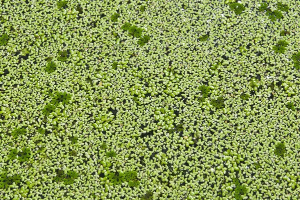 Lemna perpusilla Torrey, kind of water plant — Stock Photo, Image