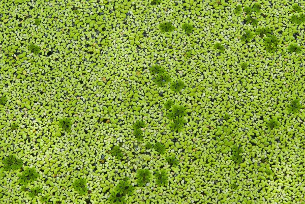 토리, 물의 종류 식물 lemna perpusilla — 스톡 사진
