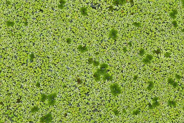 Lemna perpusilla φυτών torrey, είδος του νερού — Φωτογραφία Αρχείου