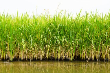 Pirinç tarlasında pirinç bitkisi