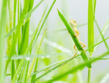 küçük kertenkele saklanarak taze yeşil çimen yaprakları