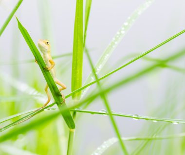 kertenkele saklanarak taze yeşil çimen yaprakları