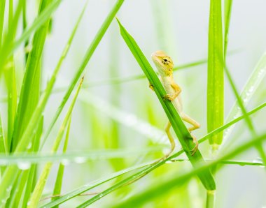 kertenkele saklanarak taze yeşil çimen yaprakları