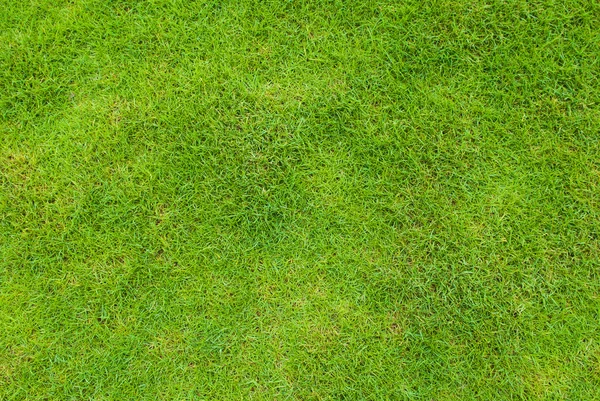 Beautiful green grass pattern — Stock Photo, Image