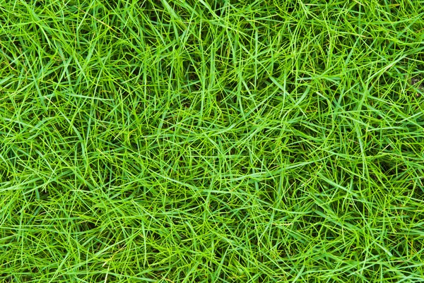 Prachtige groene gras patroon — Stockfoto