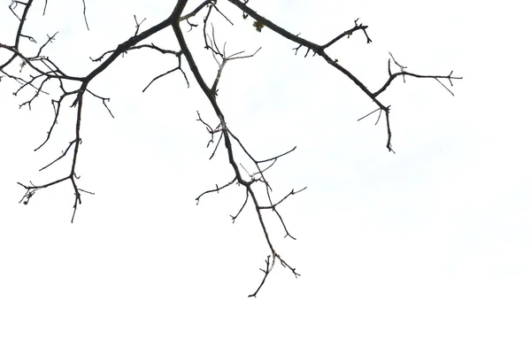 Branches d'arbres — Photo