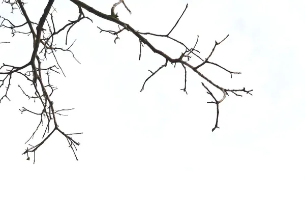 Tree branches — Stock Photo, Image