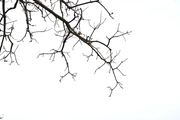 Tree branches — Stock Photo, Image