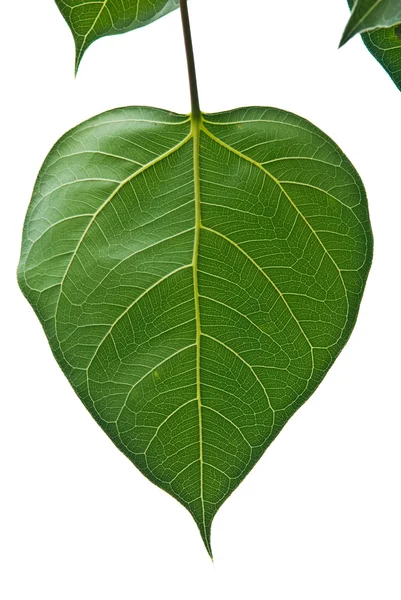 Bodhi oder Peepal Blatt vom Bodhi-Baum — Stockfoto