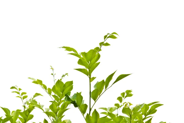 Beyaz arkaplanda yeşil izin — Stok fotoğraf