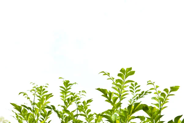 Congé vert sur fond blanc — Photo