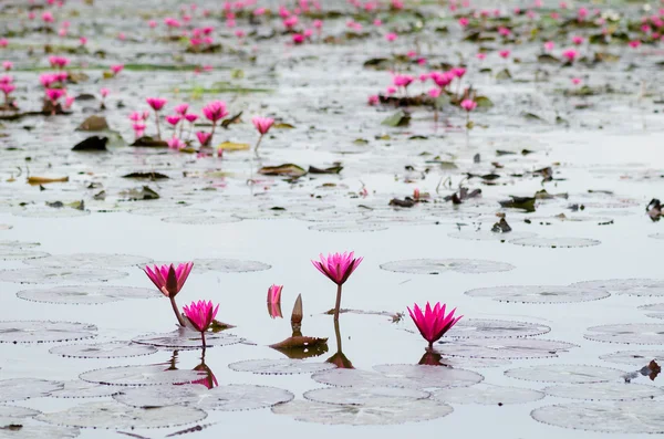 Pink lotus blossom — Stock Photo, Image