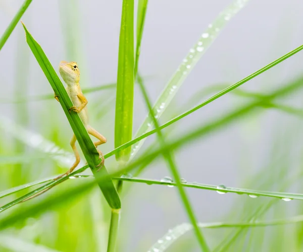 Lézard se cachant sur des feuilles fraîches herbe verte — Photo