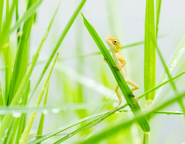 Lucertola nascondendo su foglie fresche erba verde — Foto Stock