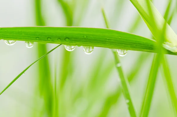 Herbe verte avec gouttes d'eau — Photo