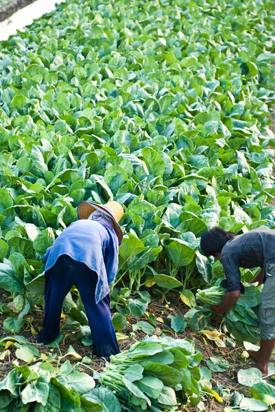 Col rizada china vegetal — Foto de Stock