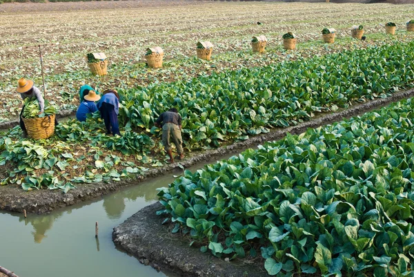 Kinesiska grönkål vegetabiliska — Stockfoto