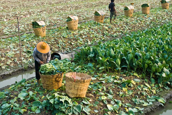 Col rizada china vegetal — Foto de Stock