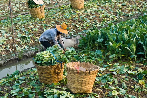 Chiński kale warzyw — Zdjęcie stockowe