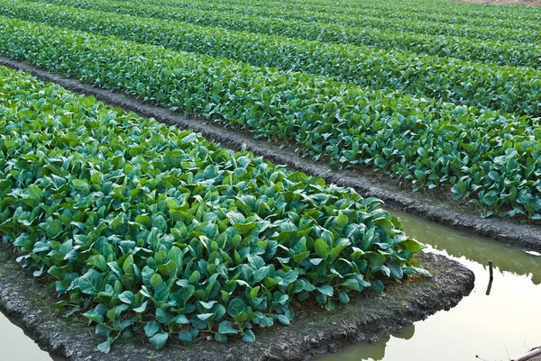 Chinese kale vegetable — Stock Photo, Image