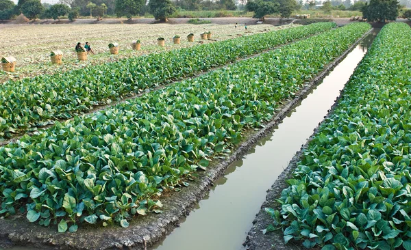 Col rizada china vegetal — Foto de Stock