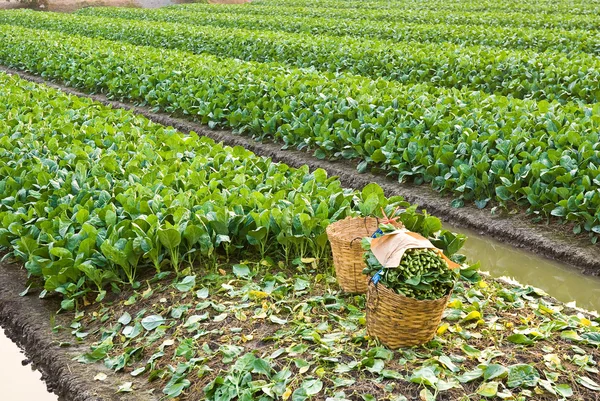 Kinesiska grönkål vegetabiliska — Stockfoto