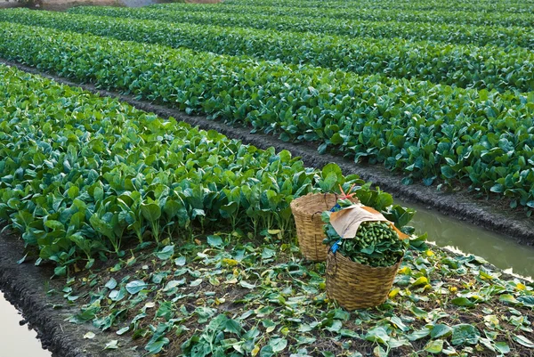 Kinesiska grönkål vegetabiliska — Stockfoto