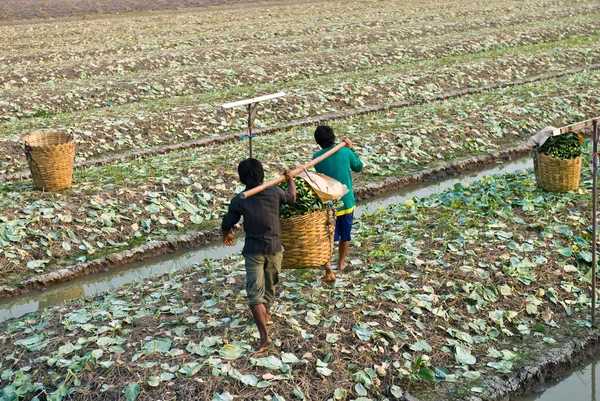 Col rizada china vegetal — Foto de Stock