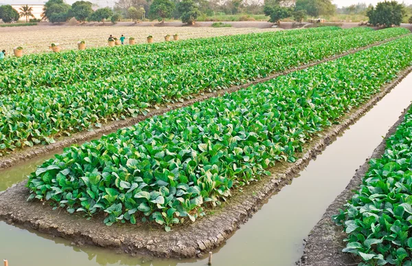 Chinees boerenkool plantaardige — Stockfoto