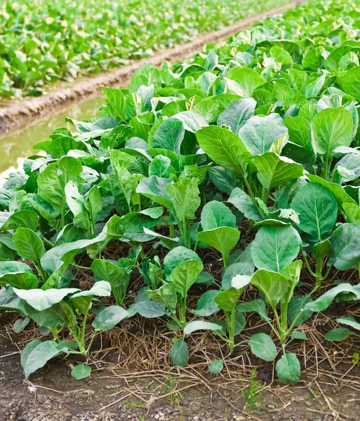 Chinese kale vegetable — Stock Photo, Image