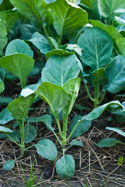Chinese kale vegetable — Stock Photo, Image