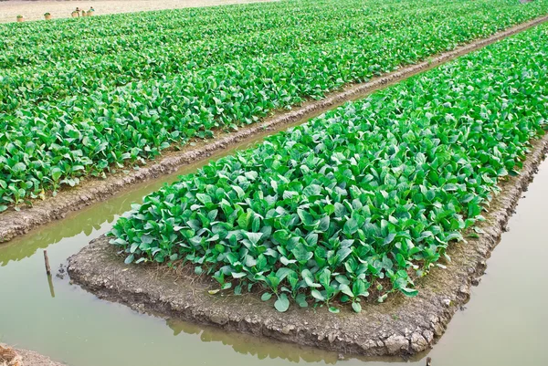 Kinesiska grönkål vegetabiliska — Stockfoto